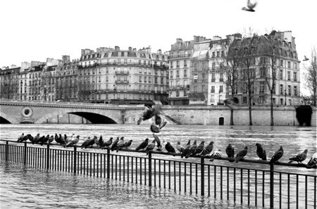 pigeons