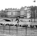 pigeons