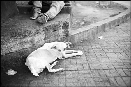 dogcity