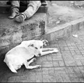 dogcity